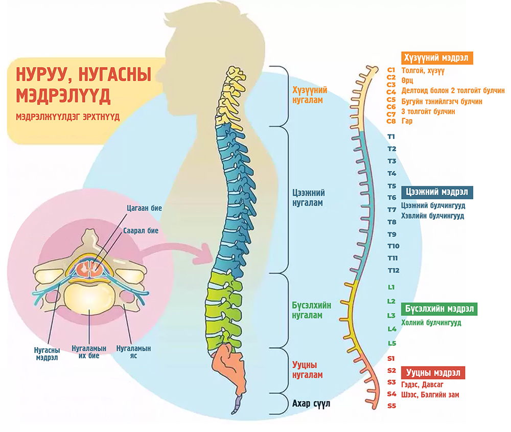 нурууны суулт